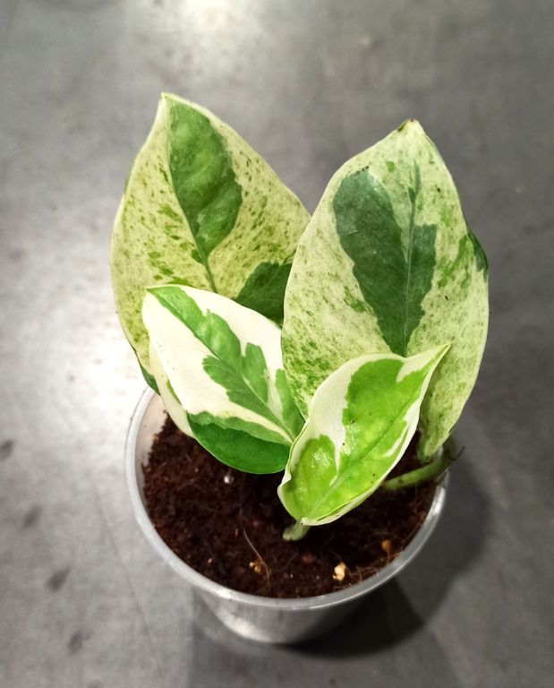 Epipremnum Aureum White Panther