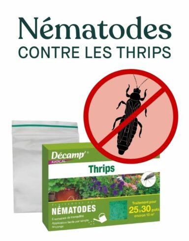 nematodes sf contre les thrips