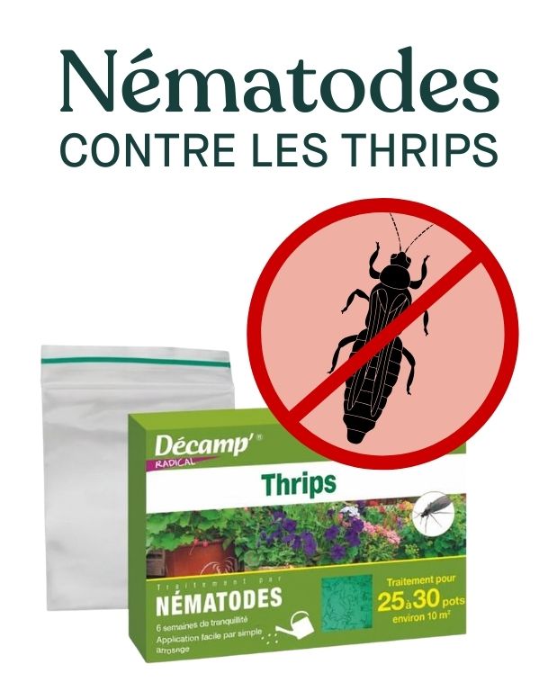 nematodes sf contre les thrips