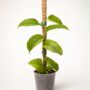 Rhaphidophora Korthalsii Marble Aurea