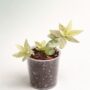 Pellionia Repens Variegata