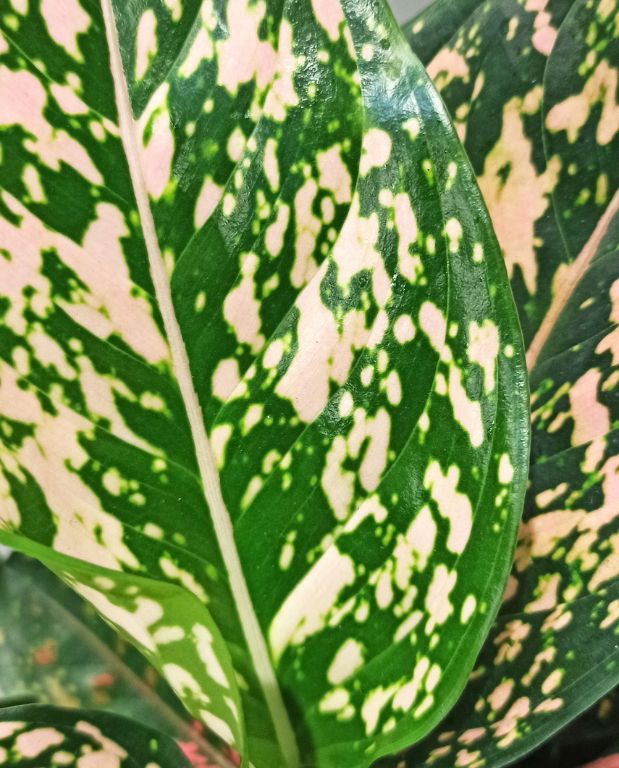 Aglaonema Pink Leopard