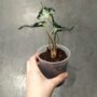 Alocasia Loco