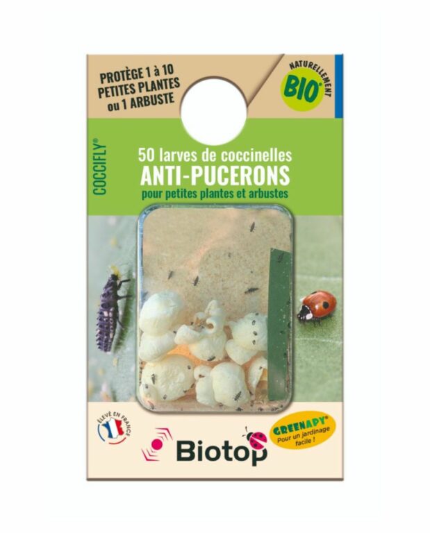 50 larves coccinelles anti-pucerons