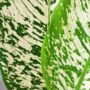 Dieffenbachia White Etna