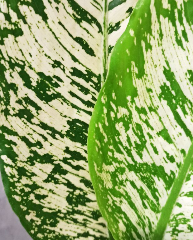 Dieffenbachia White Etna