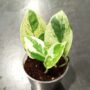 Epipremnum Aureum White Panther