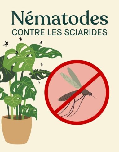 nématodes Felti (Steinernema feltiae)