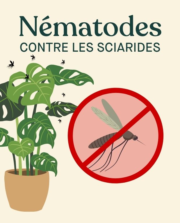 nématodes Felti (Steinernema feltiae)