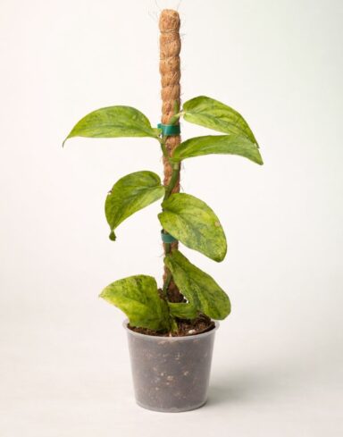 Rhaphidophora Korthalsii Marble Aurea