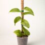 Rhaphidophora Korthalsii Marble Aurea