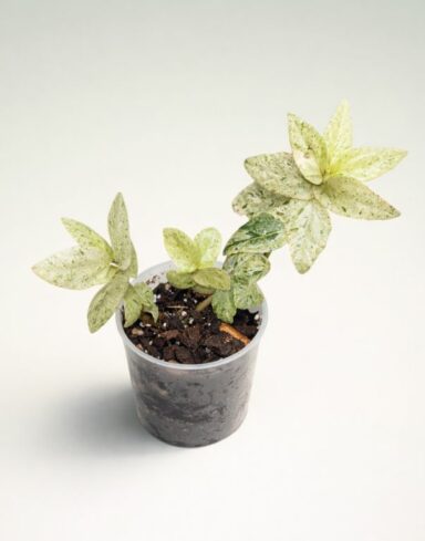 Pellionia Repens Variegata