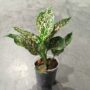 Aglaonema Pink Leopard