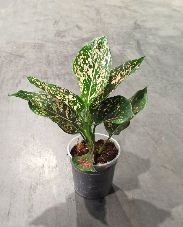 Aglaonema Pink Leopard