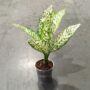 Dieffenbachia White Etna