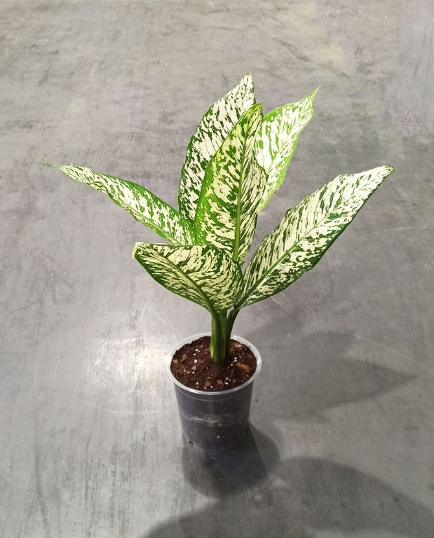 Dieffenbachia White Etna