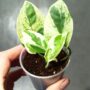 Epipremnum Aureum White Panther