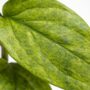 Rhaphidophora Korthalsii Marble Aurea