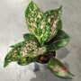 Aglaonema Pink Leopard