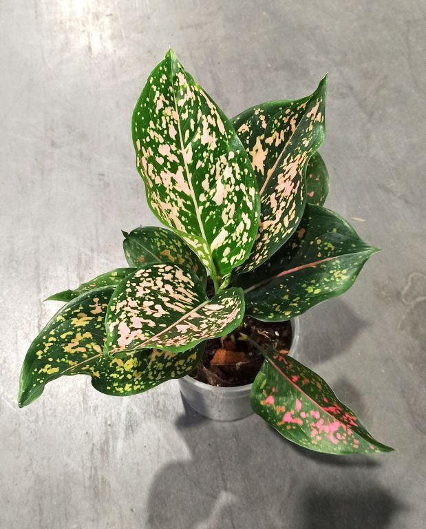 Aglaonema Pink Leopard