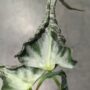 Alocasia Loco