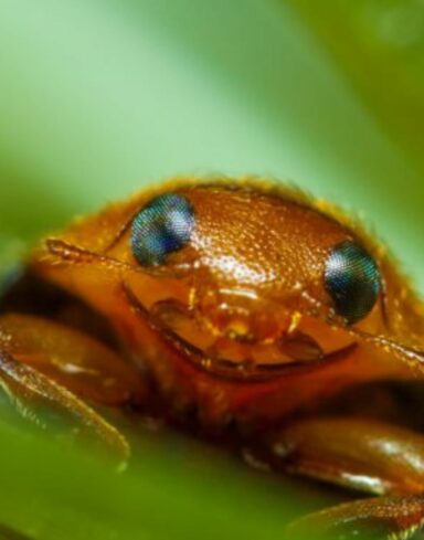 25 Coccinelles contre les cochenilles farineuses et pulvinaires alternative