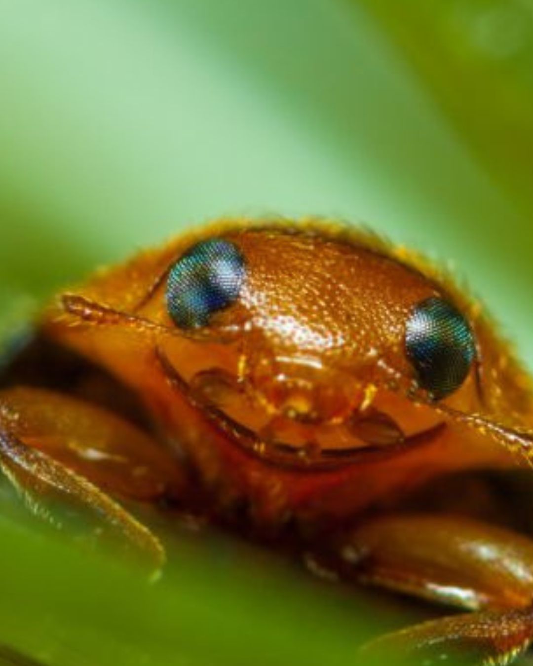 Lutte biologique