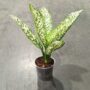 Dieffenbachia White Etna