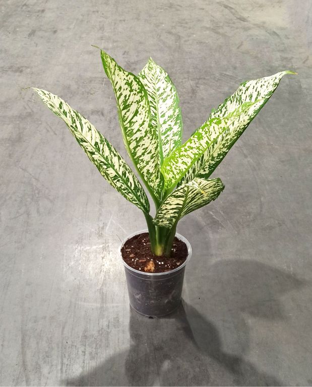 Dieffenbachia White Etna