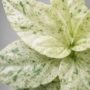 Pellionia Repens Variegata