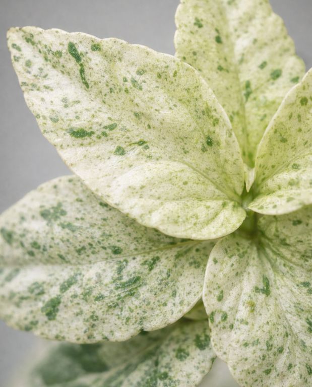 Pellionia Repens Variegata