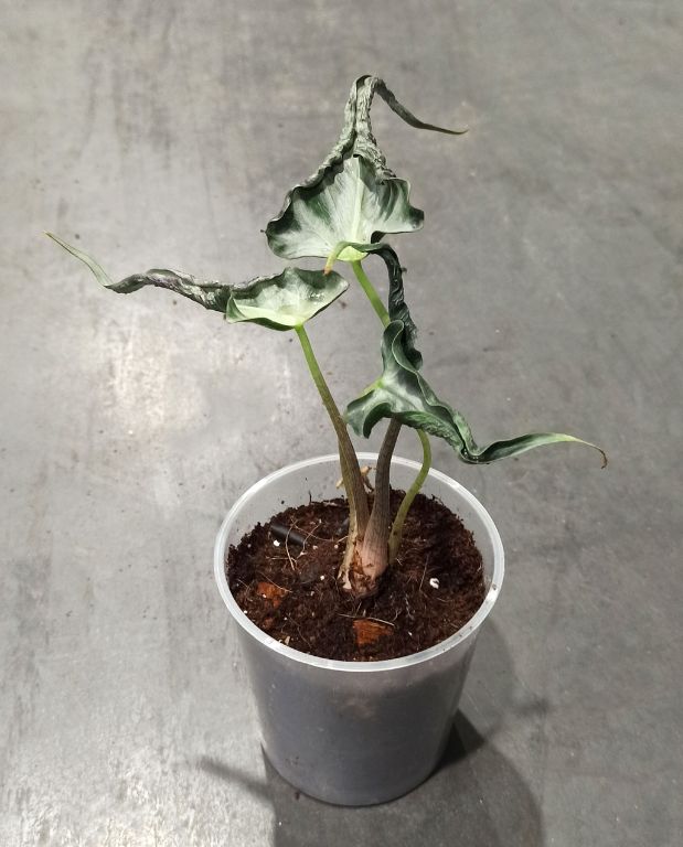 Alocasia Loco