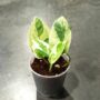 Epipremnum Aureum White Panther