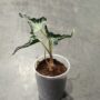 Alocasia Loco