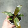 Philodendron florida bronze