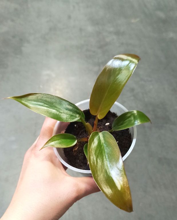Philodendron florida bronze