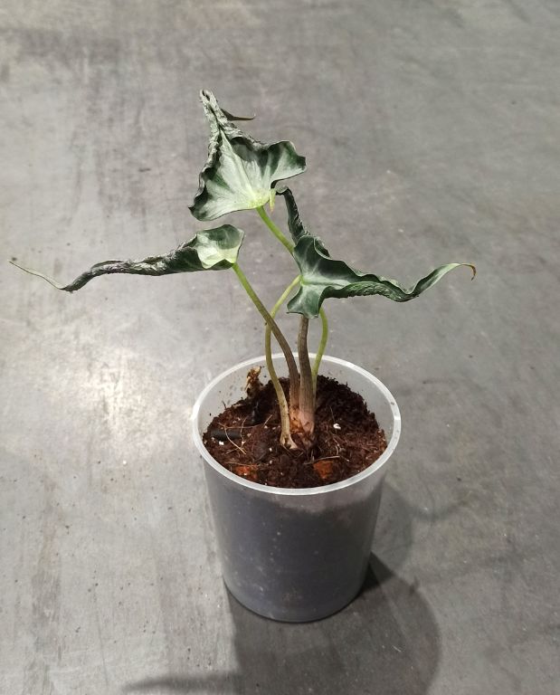 Alocasia Loco