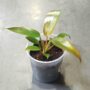 Philodendron florida bronze