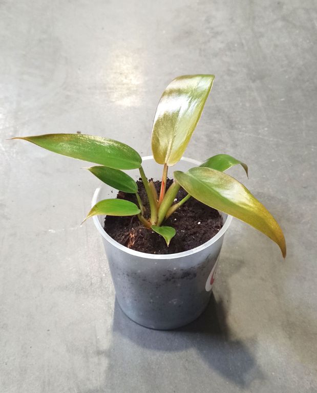 Philodendron florida bronze