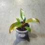 Philodendron florida bronze