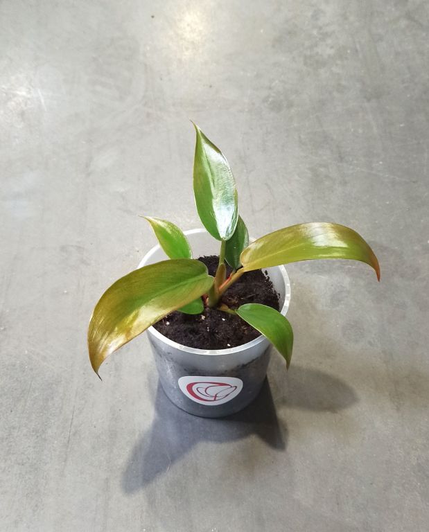 Philodendron florida bronze