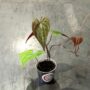 Dioscorea Discolor