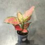 Aglaonema Crimson Love