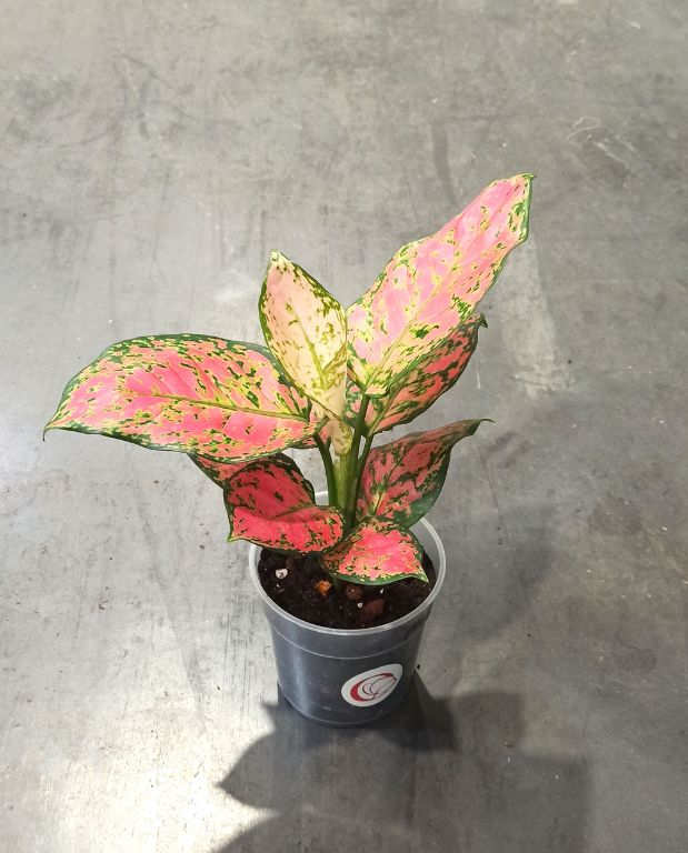 Aglaonema Crimson Love