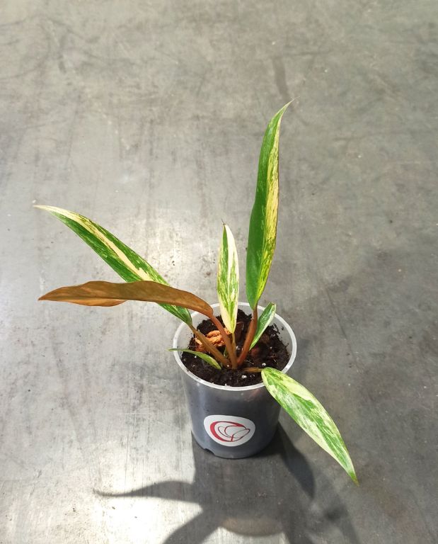 Philodendron caramel marble variegata