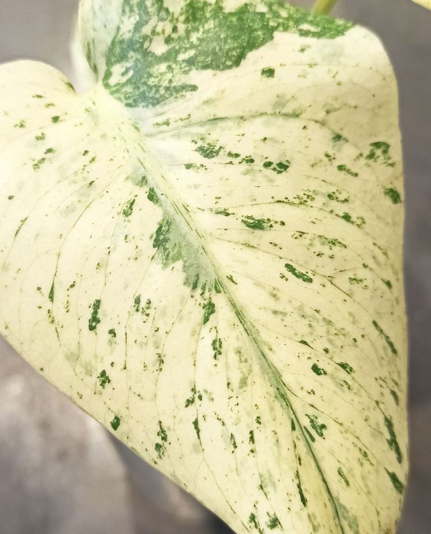 Monstera Deliciosa Variegata Mint