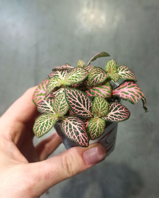 Fittonia Verschaffeltii Pink Specik®