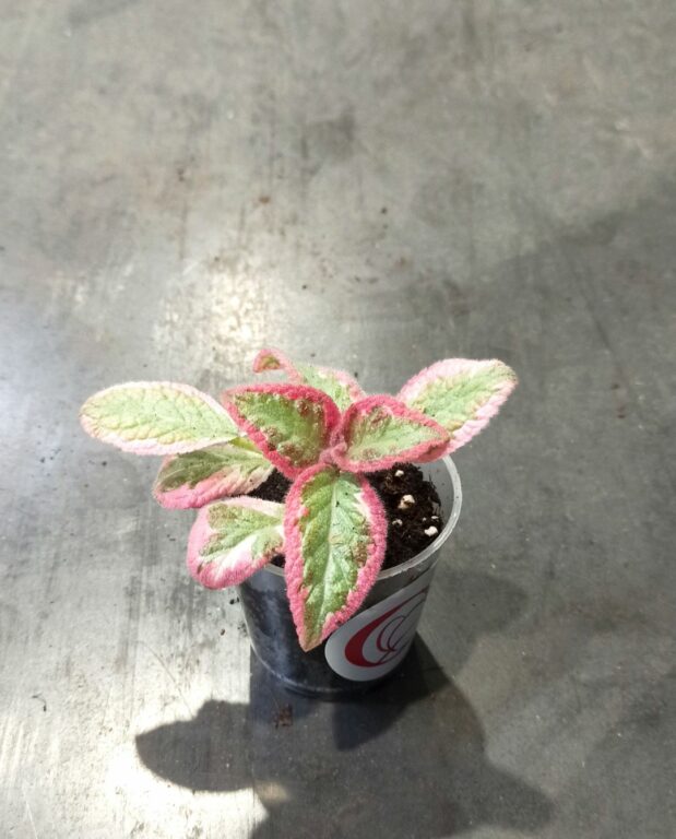 Episcia Pink Brocade