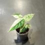 Alocasia Dragon Scale Mint plante d'intérieur tropicale rare dans un pot transparent
