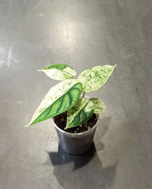 Alocasia Dragon Scale Mint plante d'intérieur tropicale rare dans un pot transparent